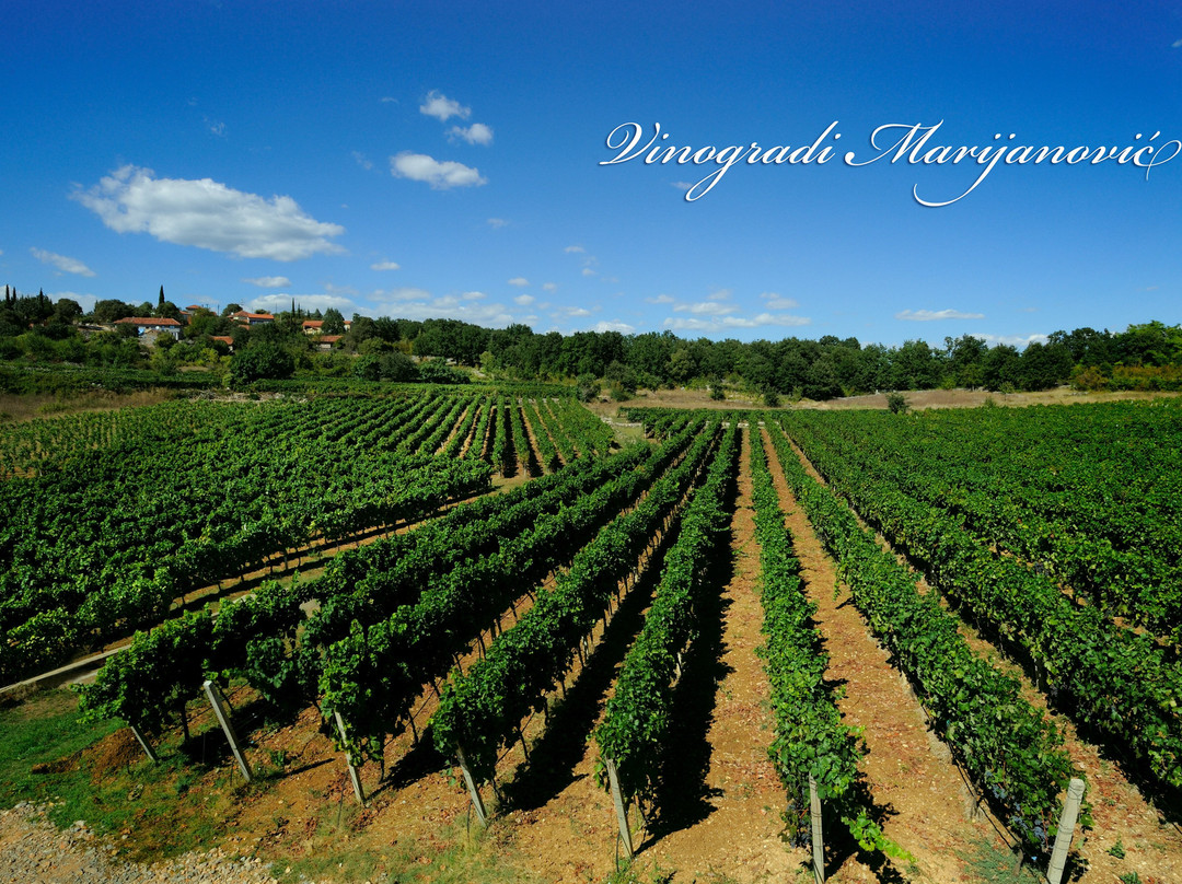 Marijanovic Winery景点图片
