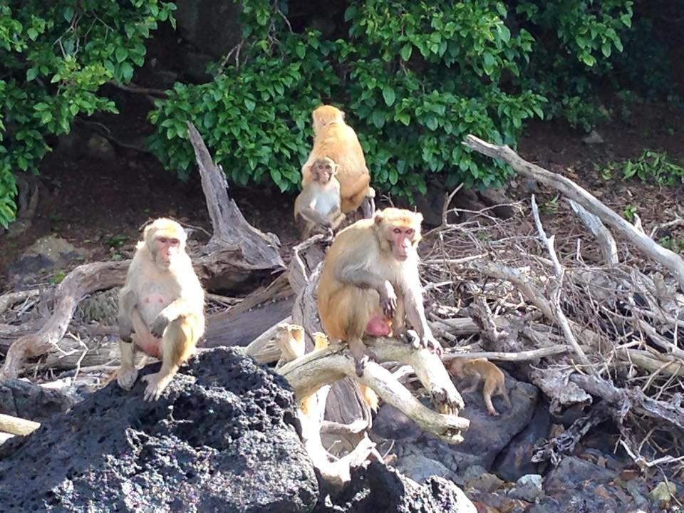 Barefoot Travelers Kayak Tour to Monkey Island-Humacao必去景点