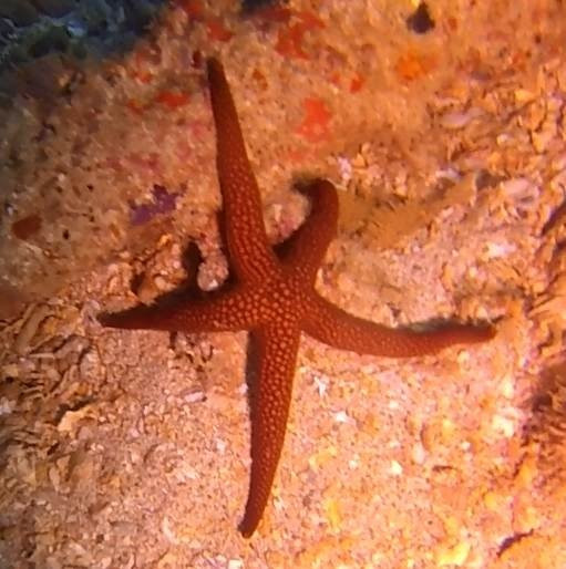 Navy Pier Exmouth-埃克斯茅斯必去景点
