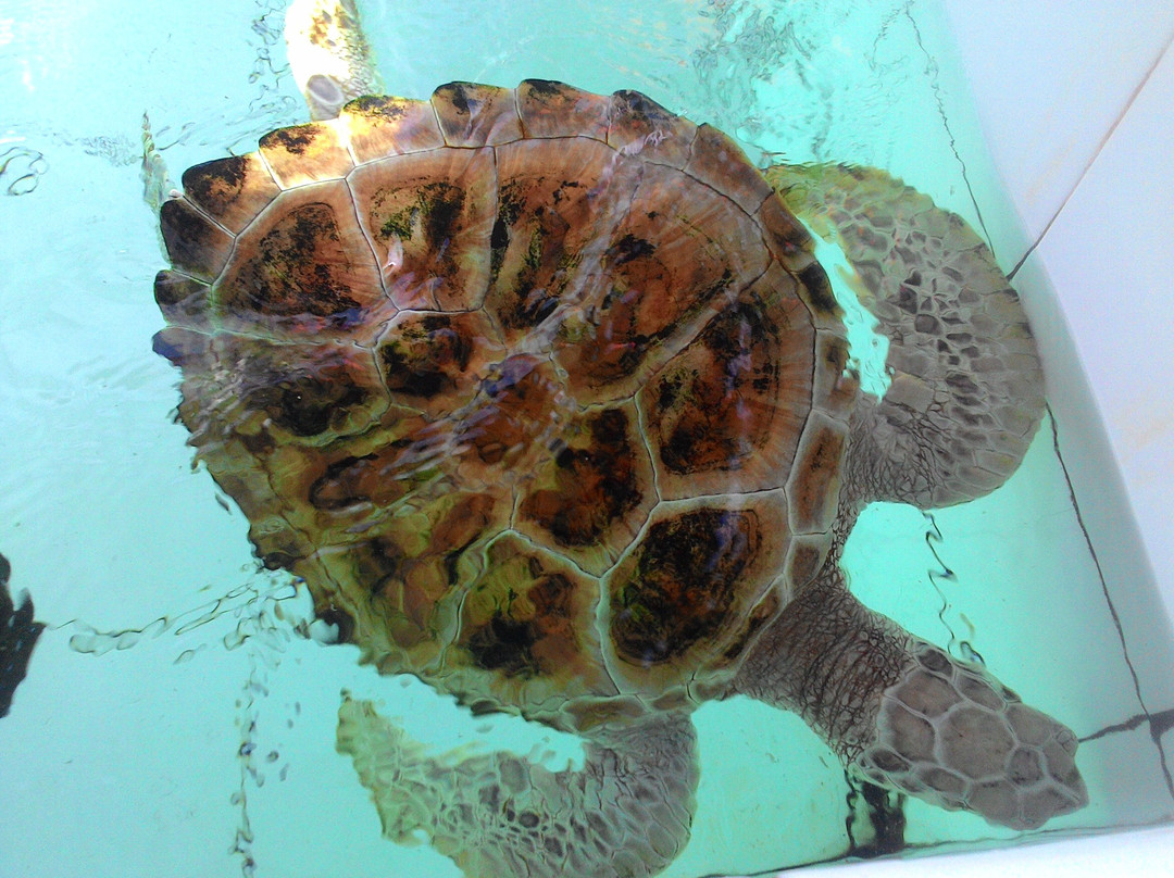 Tukik Babel Sea Turtle Hatchery-Sungailiat必去景点