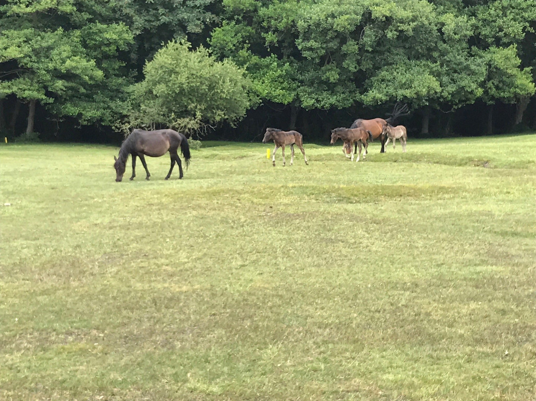 New Forest Golf Club景点图片