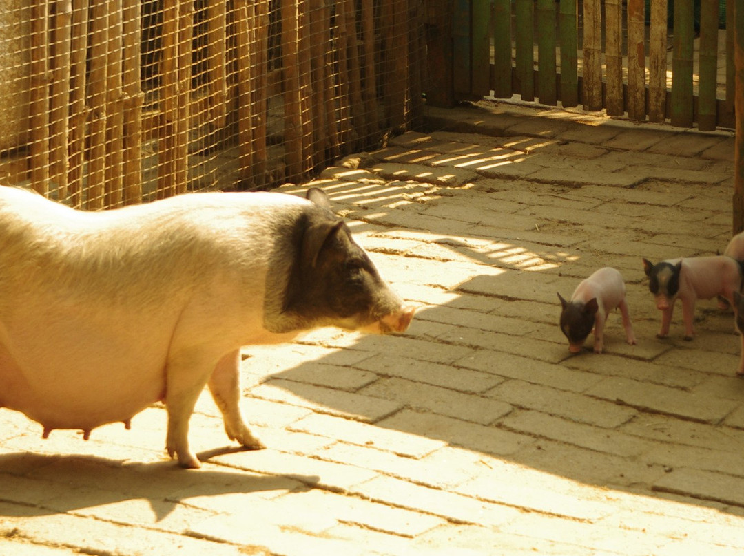 潍坊金宝游乐园-潍坊市必去景点