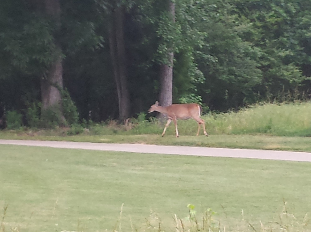 Bear Trace at Harrison Bay-Harrison必去景点