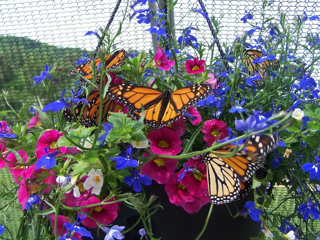 Wytheville There's Only One-Wytheville必去景点