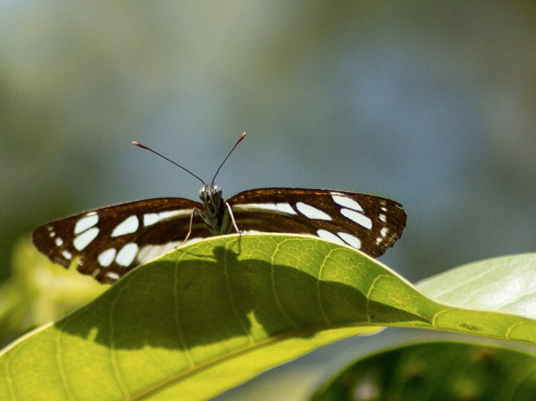 Elvis Butterfly Garden景点图片