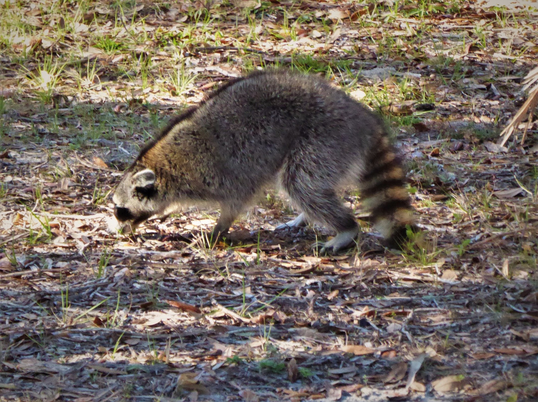 Sawgrass Island Preserve-Umatilla必去景点