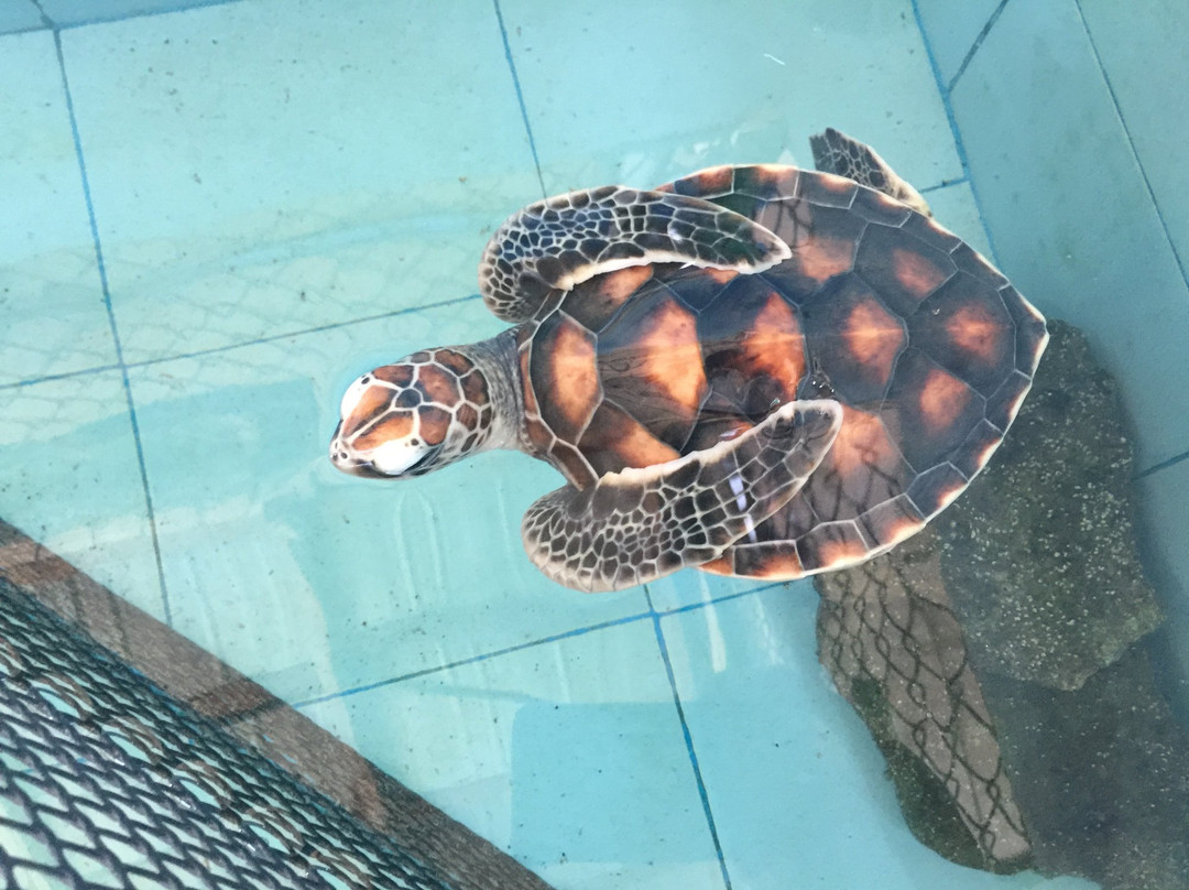 Tiny Island Marine Conservation Centre-拉薇亚妮环礁必去景点