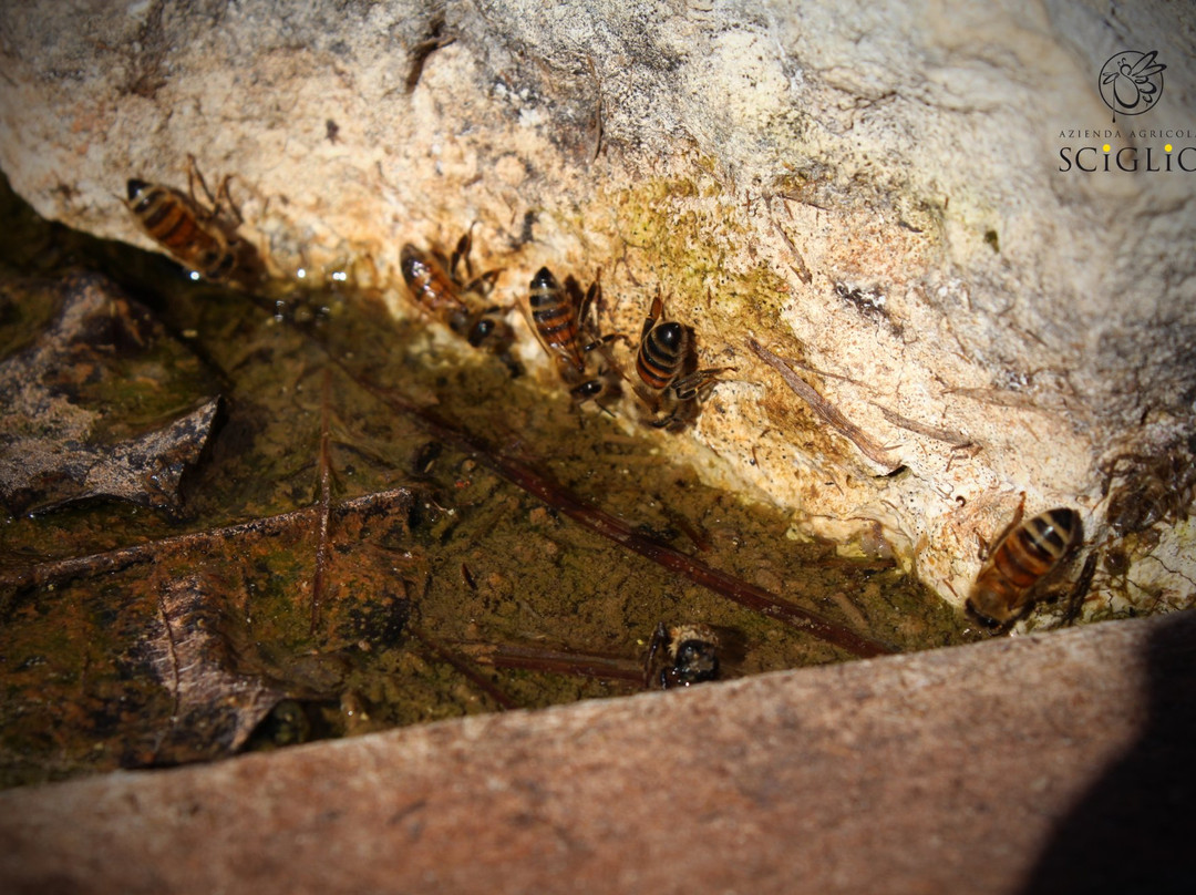 Azienda Agricola Sciglio - Le Api del Parco Paduli-Botrugno必去景点