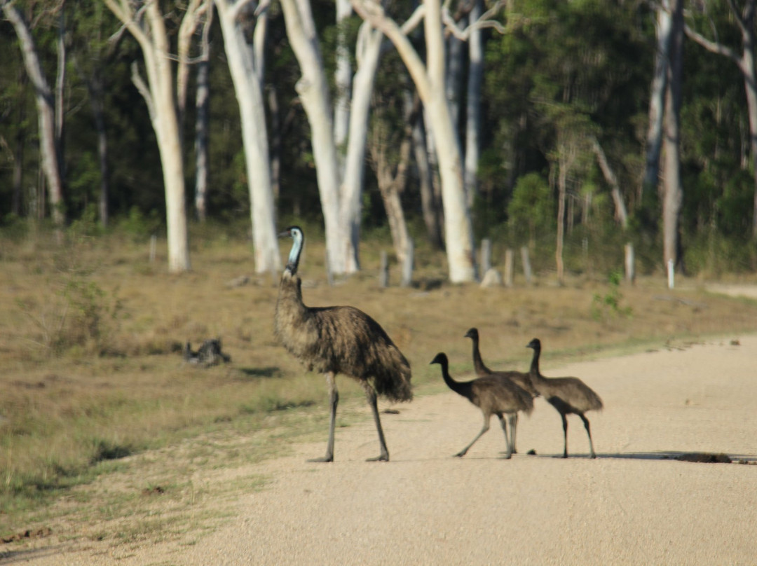 Wild Watch Australia
