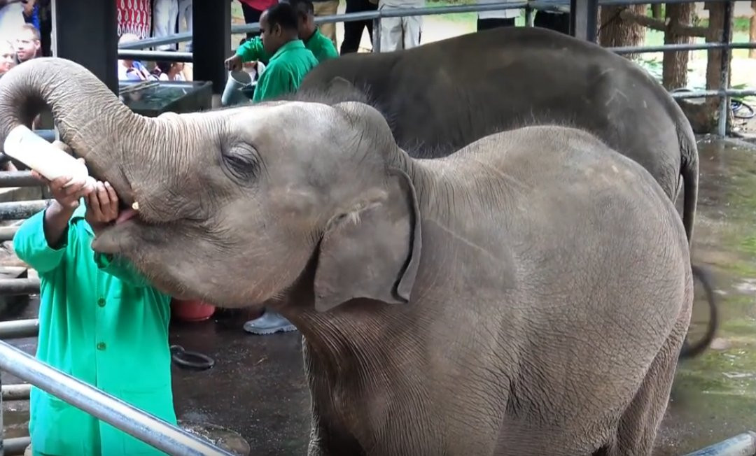 Seerendipity Tours and Travels - Day Tours-Panadura必去景点