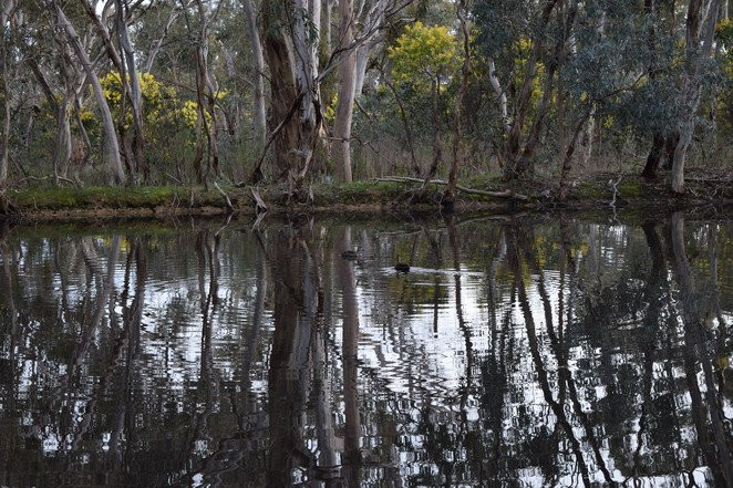 Para Wirra Recreation Park景点图片
