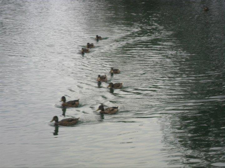 Parco della Pellerina-都灵必去景点