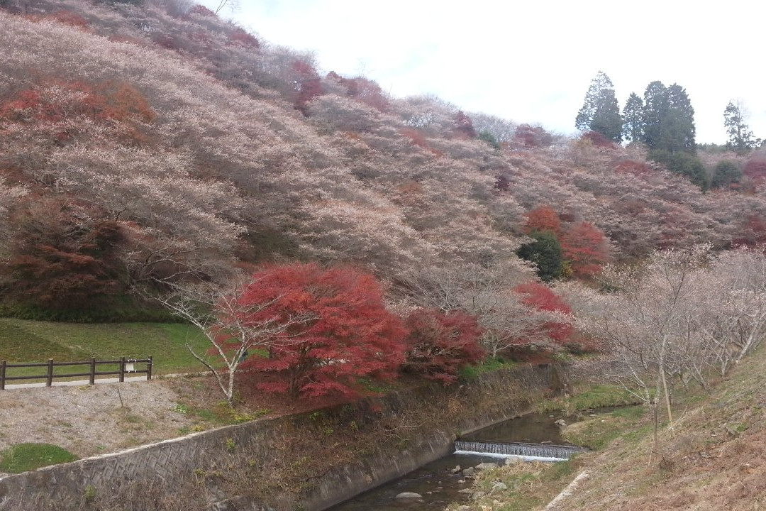 Semmi Shikizakura no Sato-丰田市必去景点