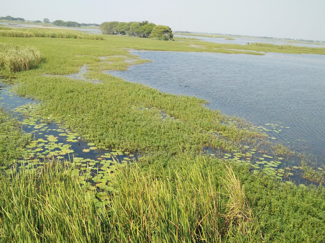 Nandur Madhyameshwar Bird Sanctuary景点图片
