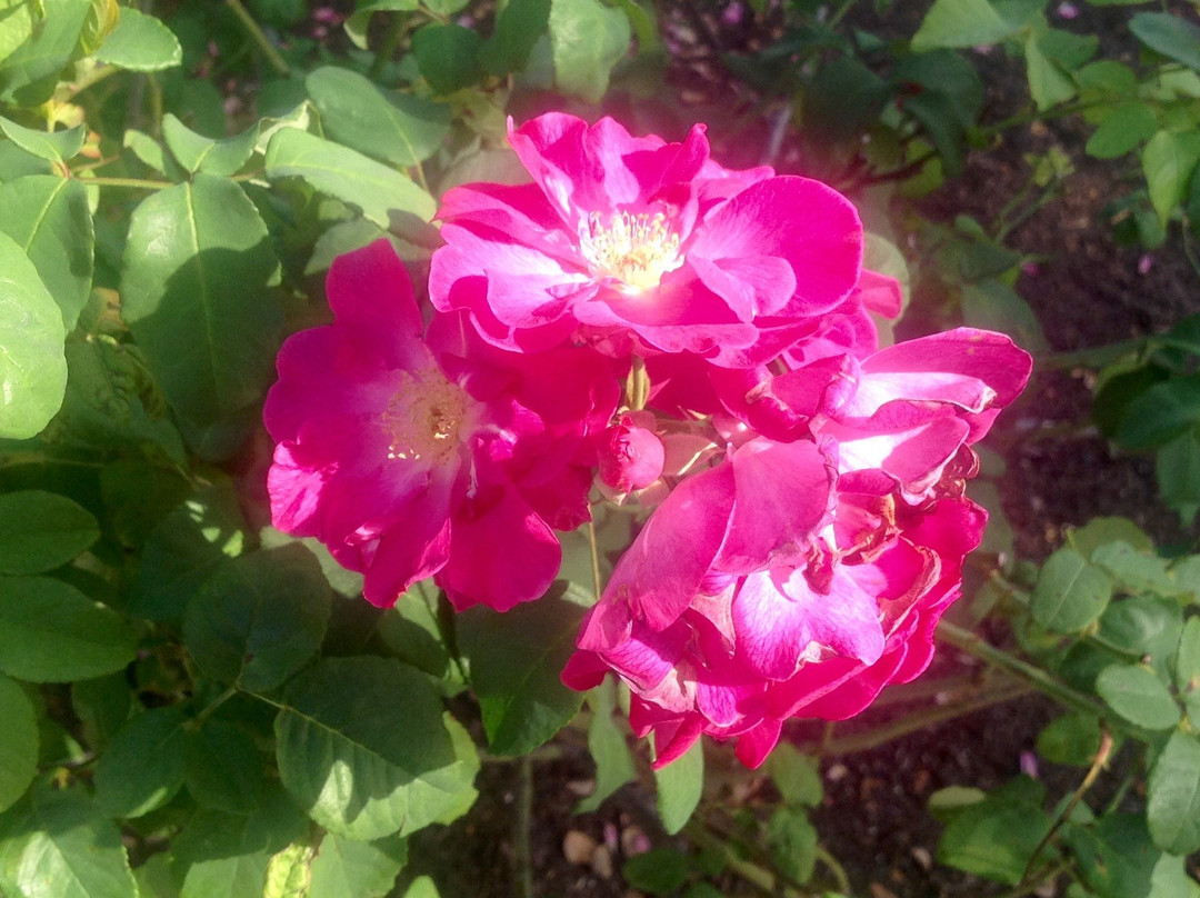 Cape Coral Historical Museum-开普科勒尔必去景点