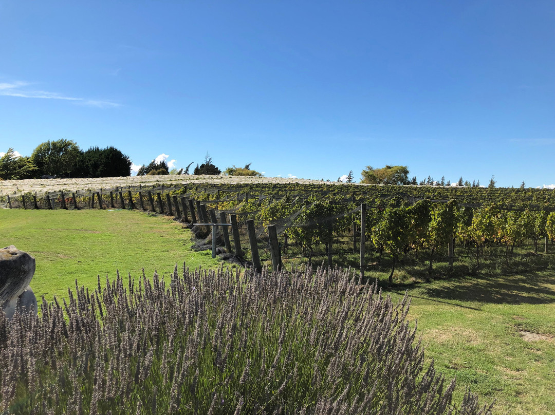 Ben Lomond Lavender-皇后镇必去景点