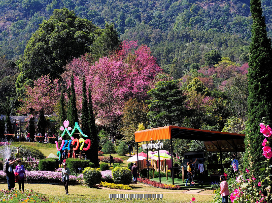 Chiang Mai Royal Agricultural Research Centre (Khun Wang)-夜旺必去景点