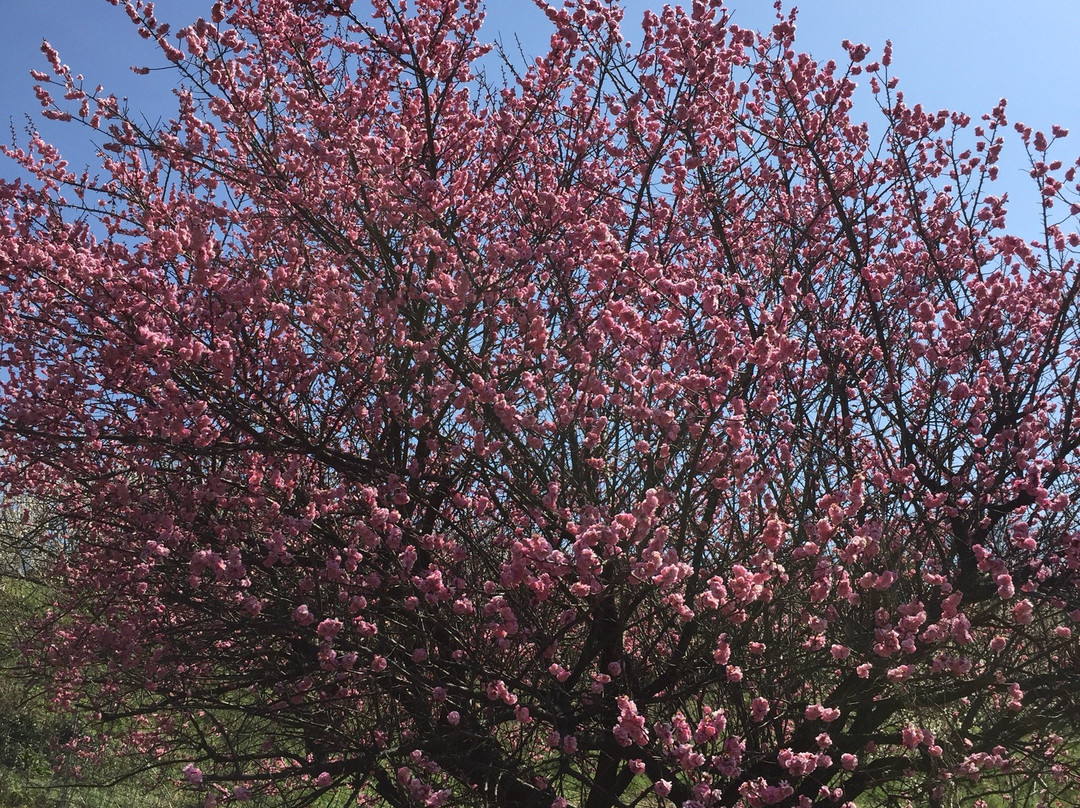 Ushinoo Shrine-小城市必去景点