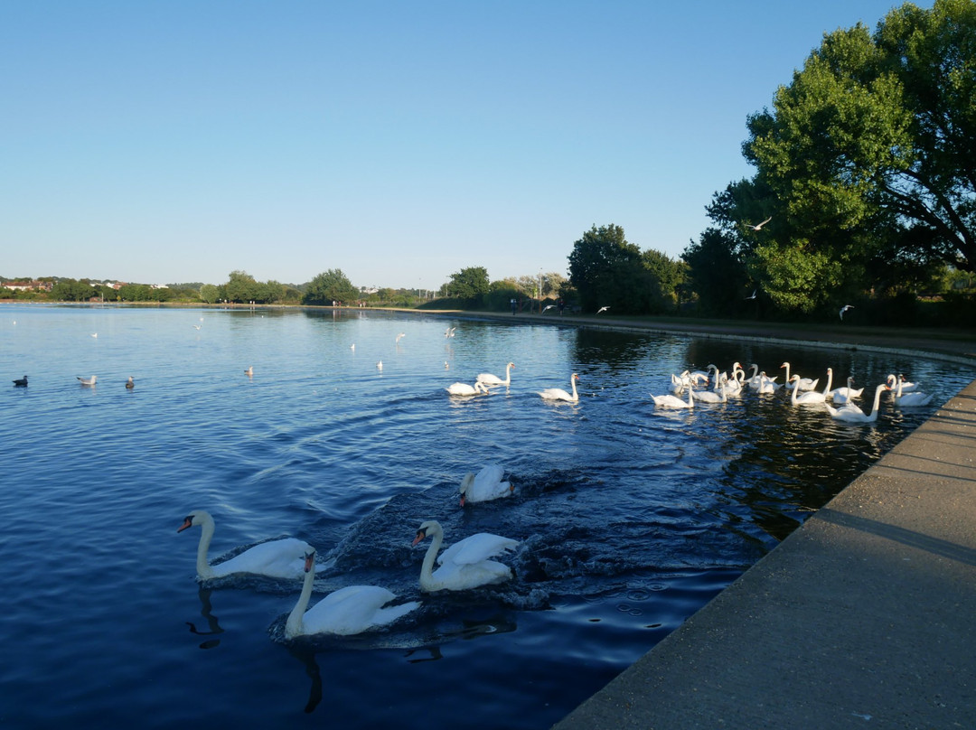 Poole Park景点图片