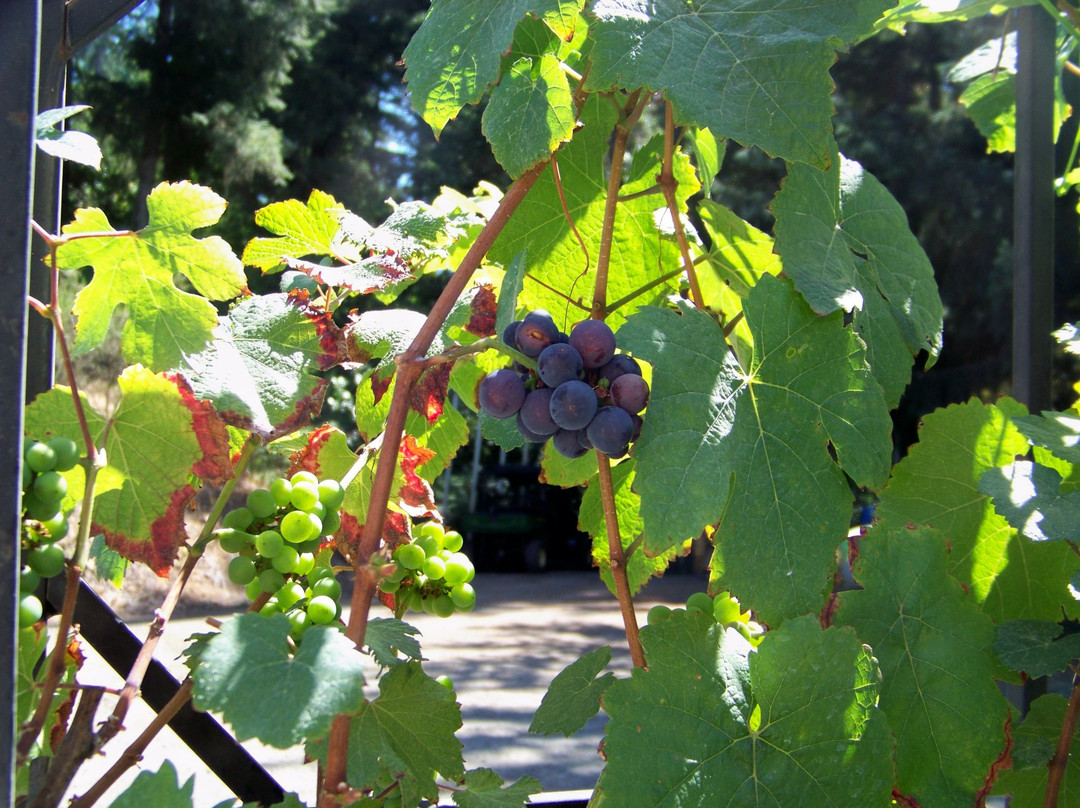 Noble Estate Vineyard & Winery-尤金必去景点