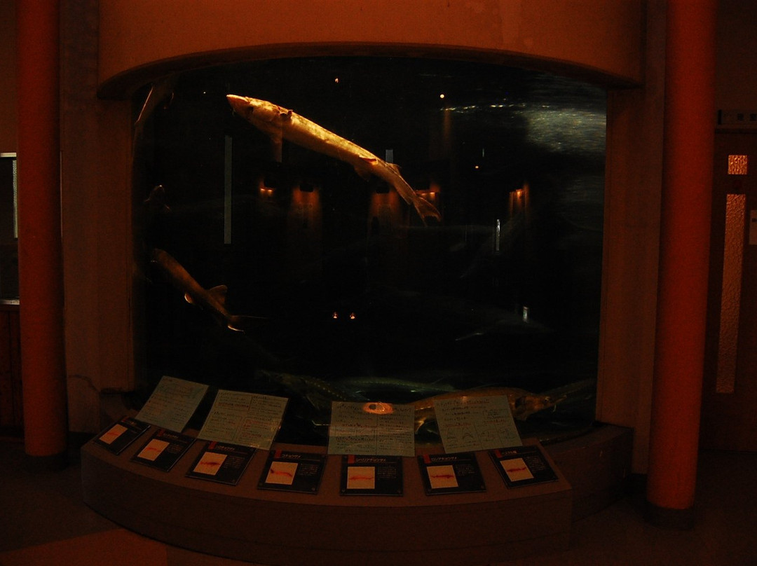 Bifuka Sturgeon Museum-美深町必去景点