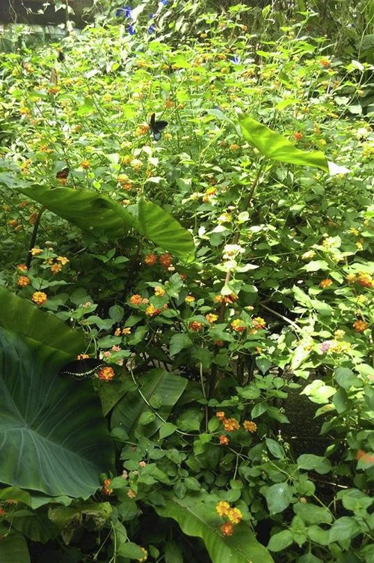 Le Jardin des Papillons景点图片