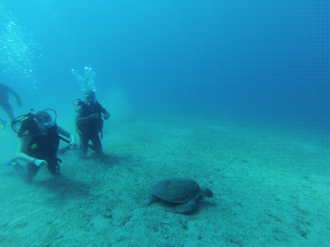 Dream Dive Centre景点图片