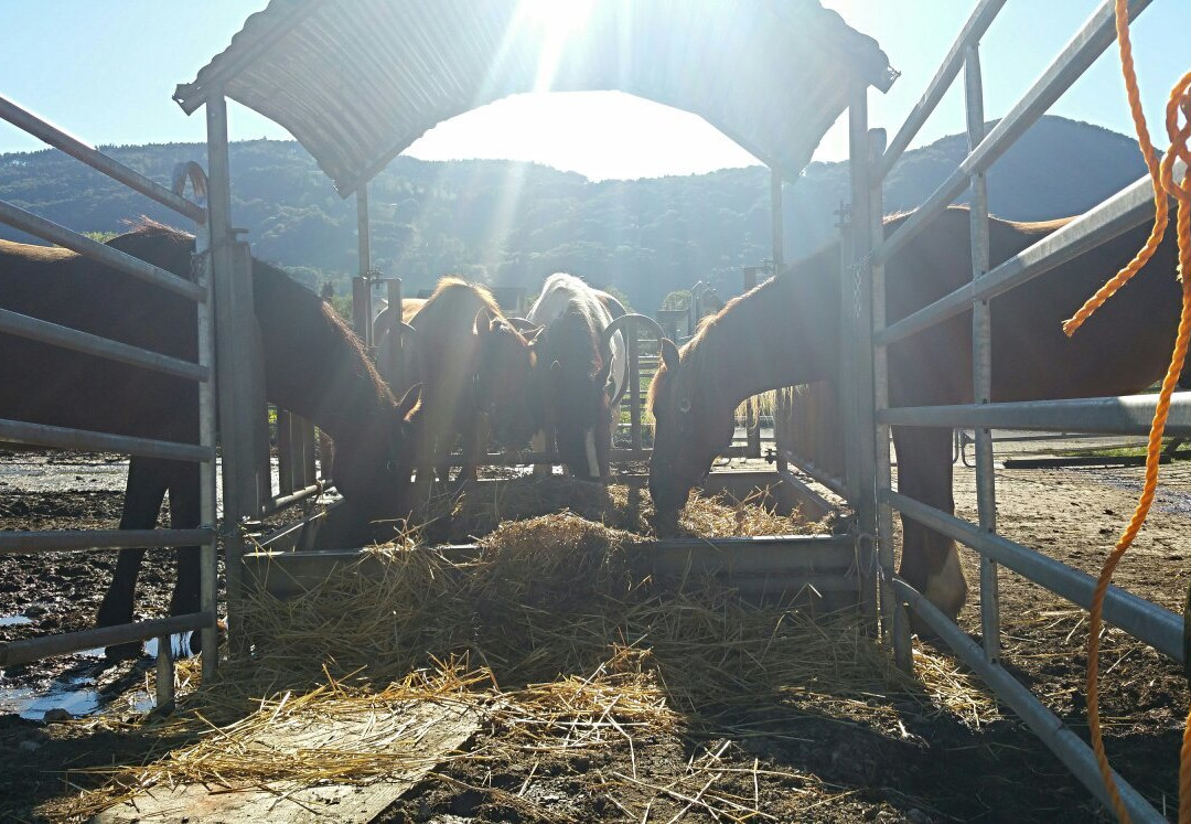 Cowboyranch景点图片