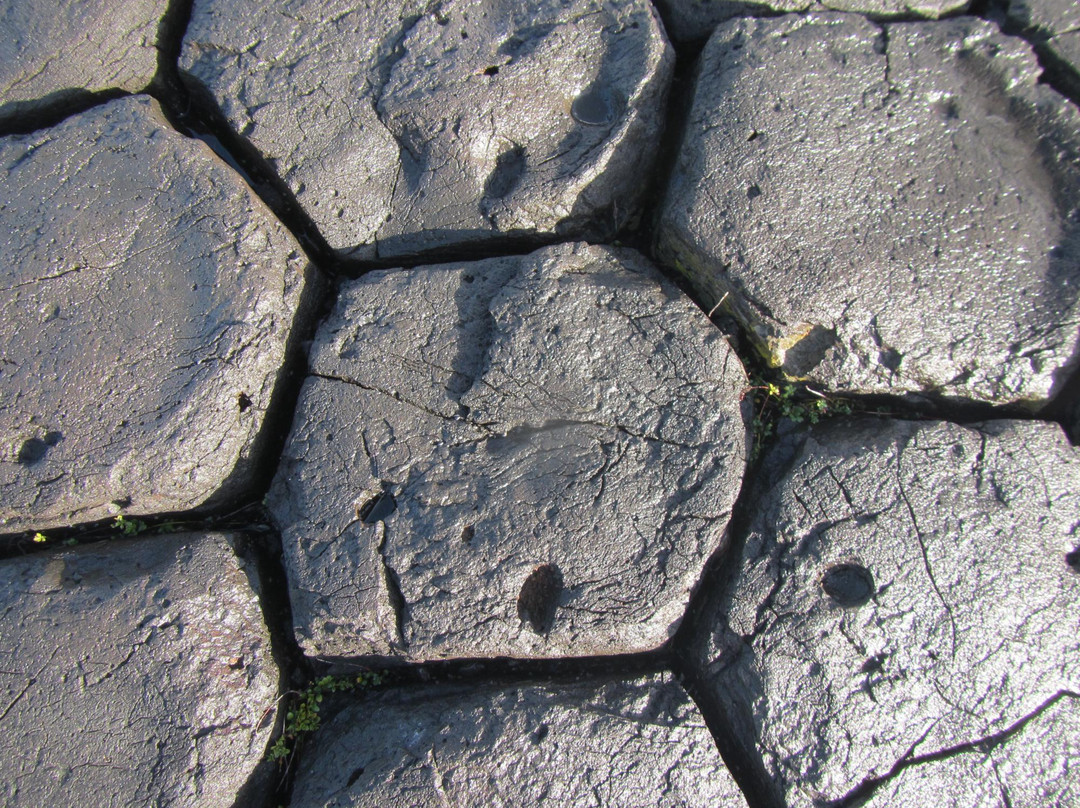 Basalt Columns-Chatham Island (Rekohu)必去景点