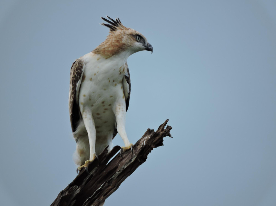 Walawe Safari - Day Tours景点图片