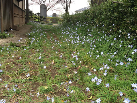 Nanbata Castle Park-富士见市必去景点