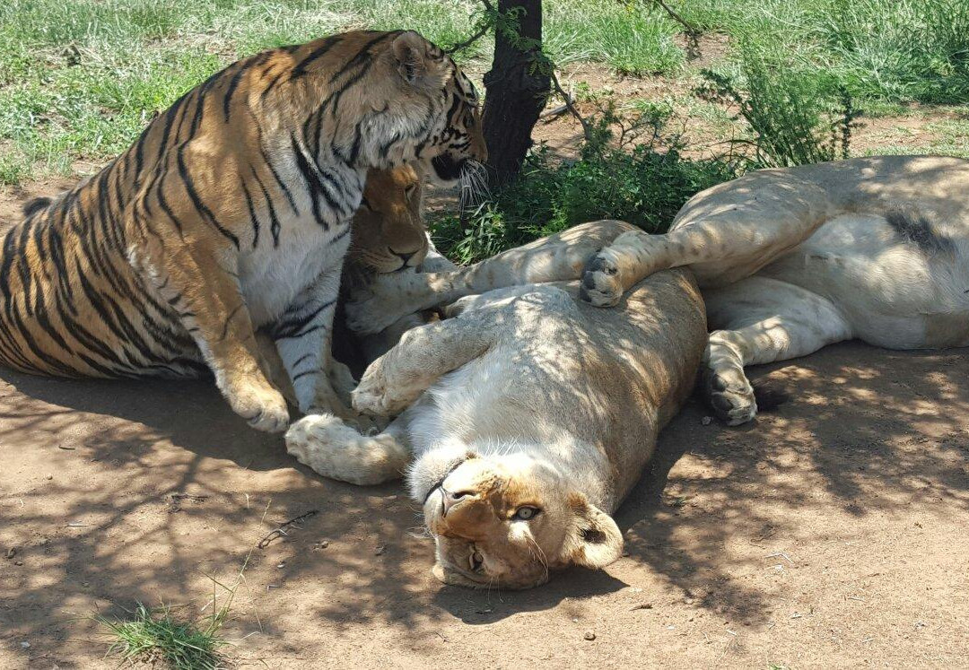 Boskoppie Lion & Tiger Reserve景点图片