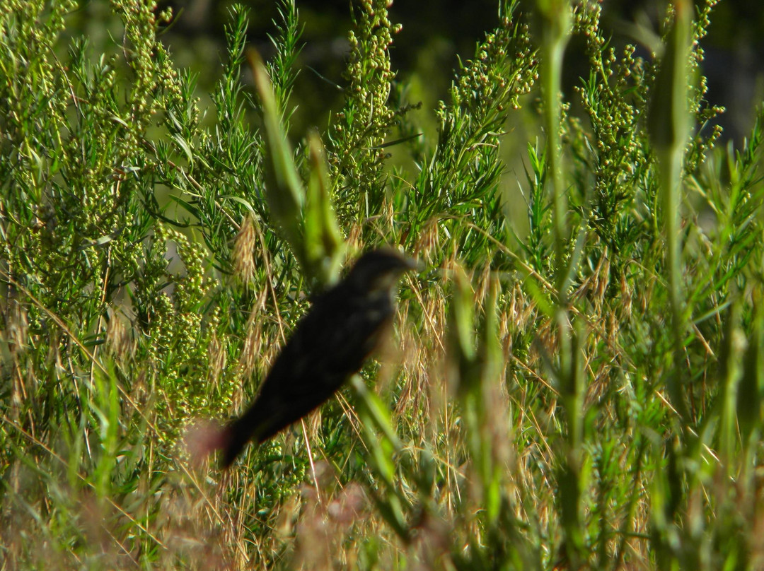 Navajo Lake State Park-Navajo Dam必去景点