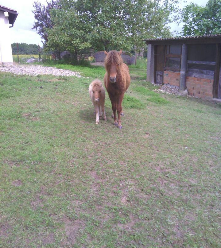 Centre Equestre La Ballarade景点图片