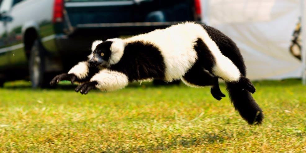 Ringtail Ranch and Rescue-Wainfleet必去景点