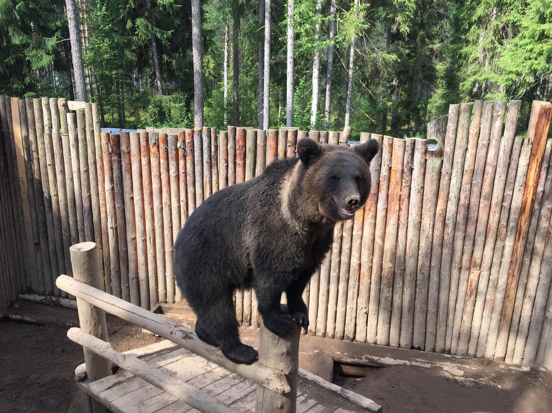 Zookompleks Three Bears景点图片