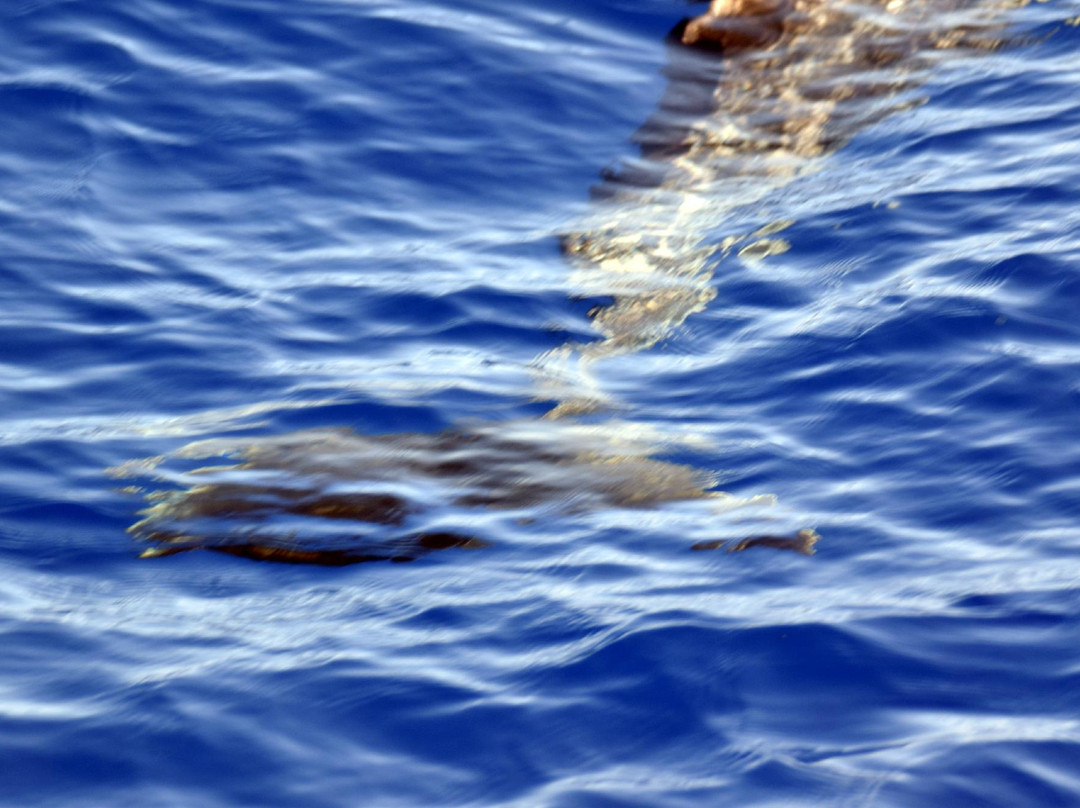 Whale Watch Azores-奥尔塔必去景点