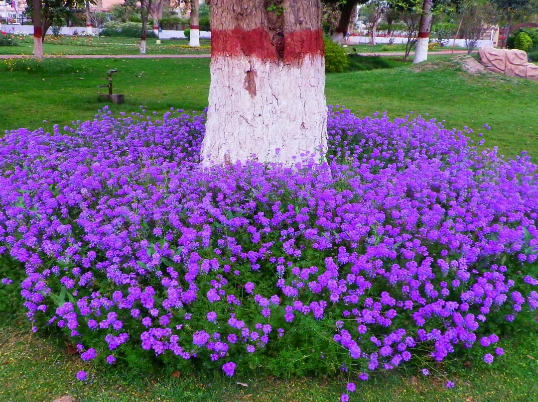 Cantonment Garden-Multan必去景点