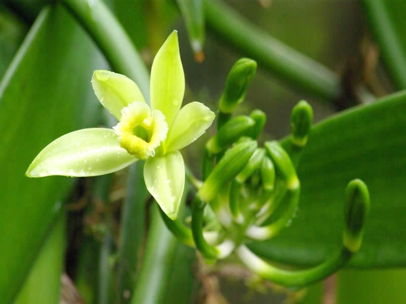 Plantation Vanilla-Bourbon景点图片