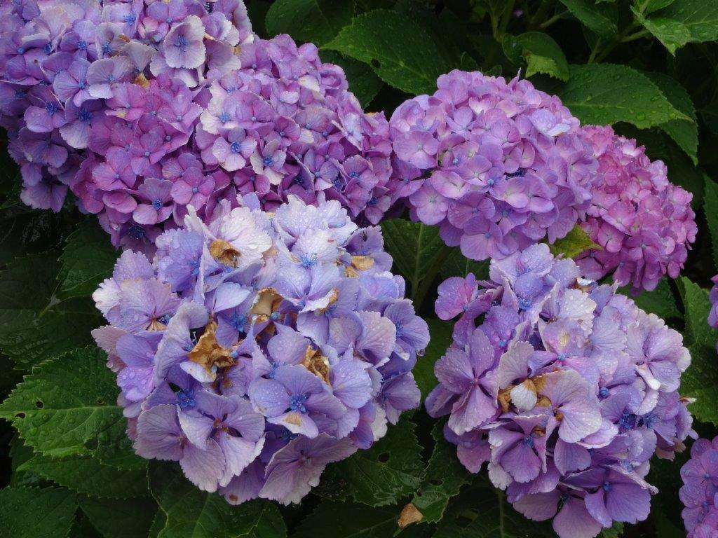 Fujihashi Historic Plaza-长冈市必去景点