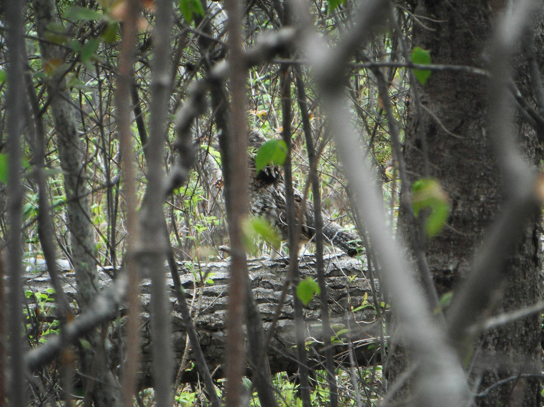 Long Lake Provincial Park-Ellscott必去景点