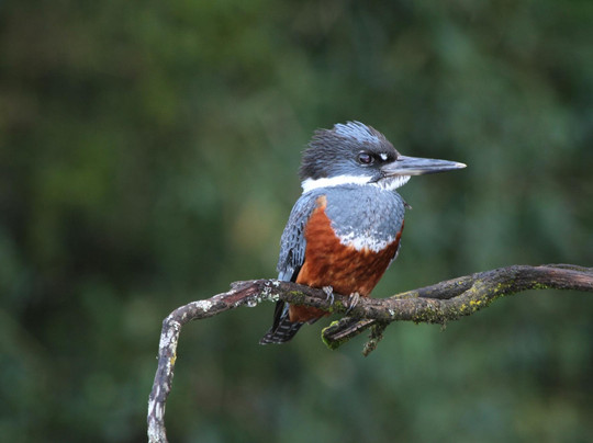 Birds Chile-巴拉斯港必去景点