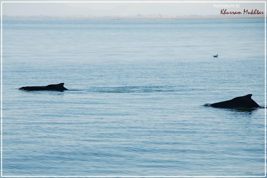 Manchar Lake-Sehwan必去景点