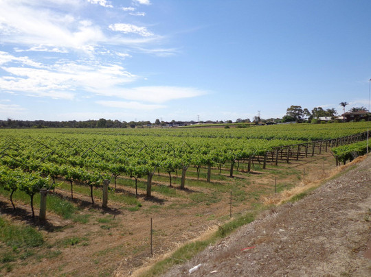 天鹅河历史路径-Guildford必去景点