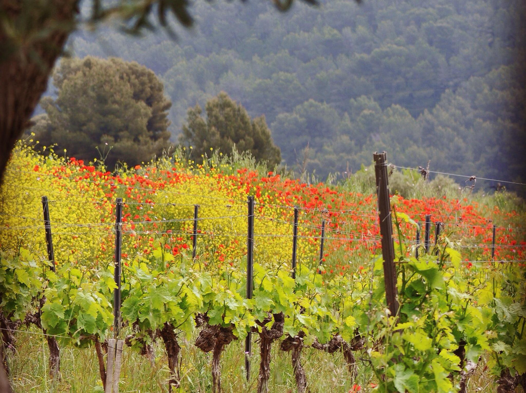 Domaine de l'Olivette景点图片