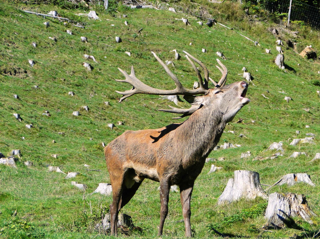 Gasthof Kleefeld主图