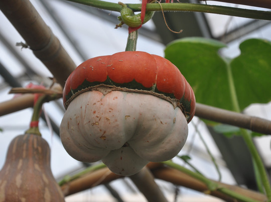 北京世界花卉大观园-北京市必去景点