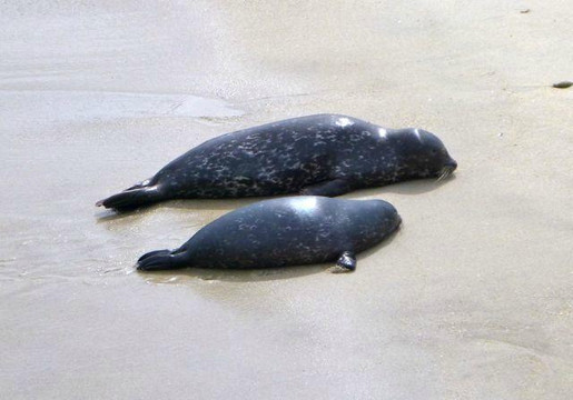 旧金山非凡之旅-圣地亚哥必去景点