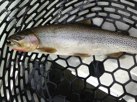 Riverside Anglers, Inc.-西黄石镇必去景点