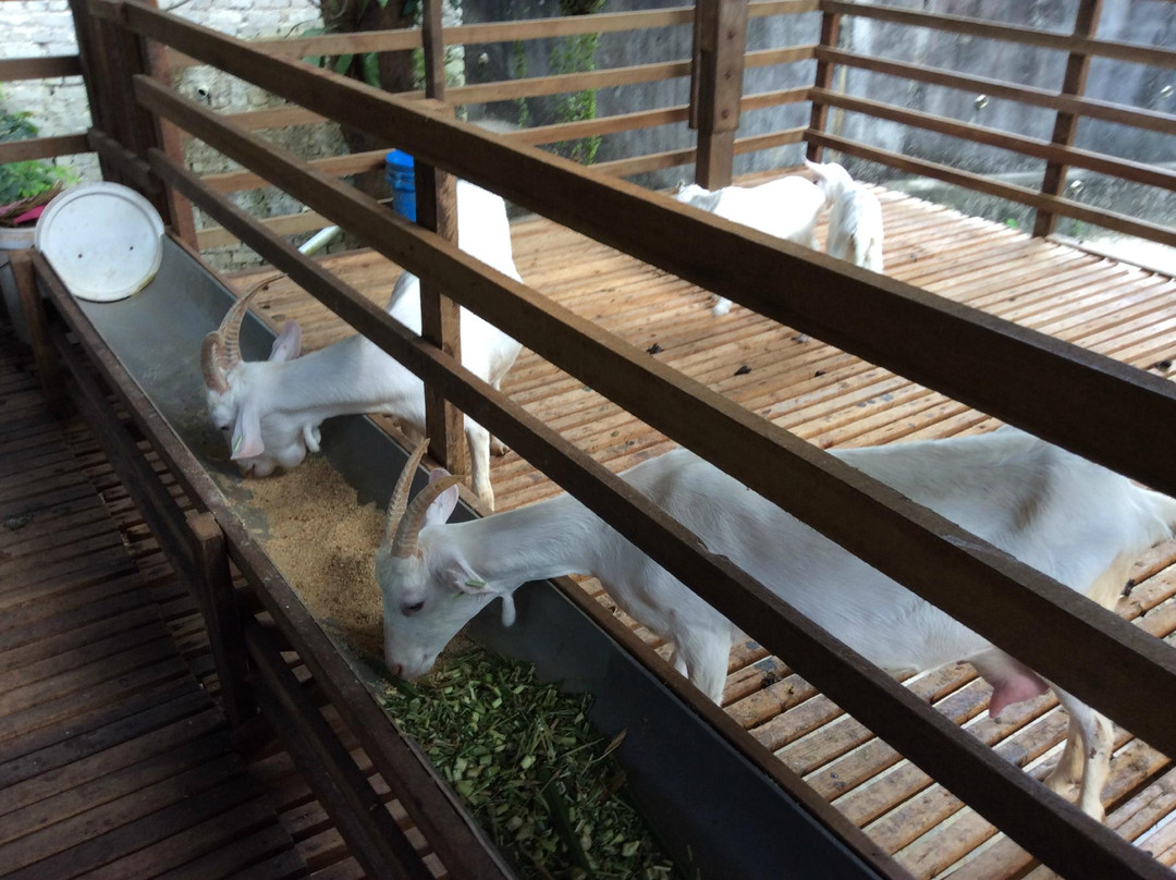 Saanen Dairy Goat Farm景点图片